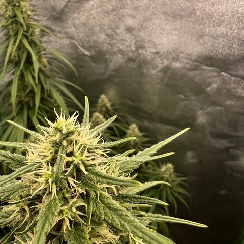 Frozen black cherry  growlog timeline photo