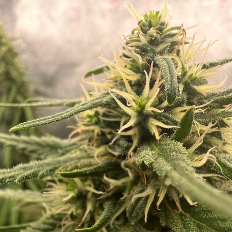 Frozen black cherry  growlog timeline photo
