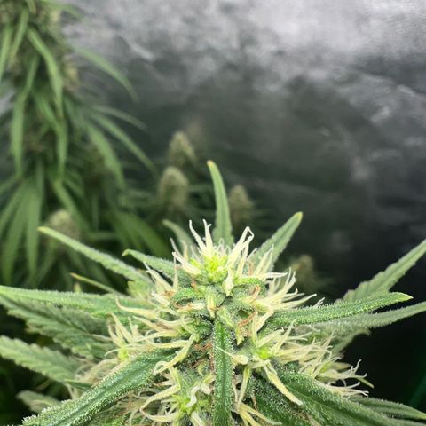 Frozen black cherry  growlog timeline photo
