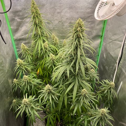 Frozen black cherry  growlog timeline photo