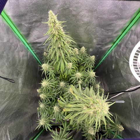 Frozen black cherry  growlog timeline photo