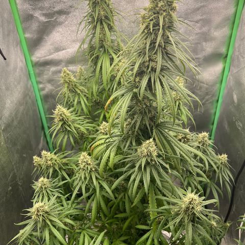 Frozen black cherry  growlog timeline photo