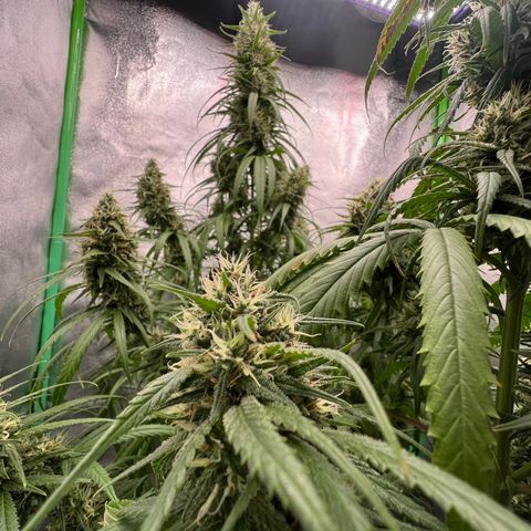 Frozen black cherry  growlog timeline photo