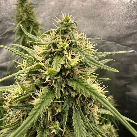 Frozen black cherry  growlog timeline photo