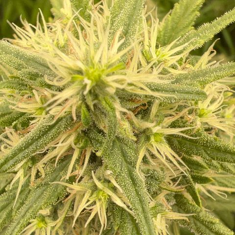 Frozen black cherry  growlog timeline photo