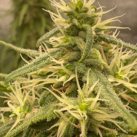 Frozen black cherry  growlog timeline photo