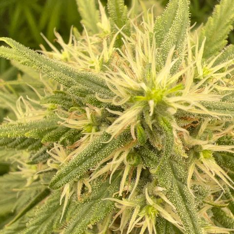 Frozen black cherry  growlog timeline photo