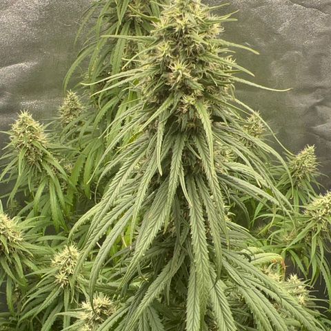 Frozen black cherry  growlog timeline photo