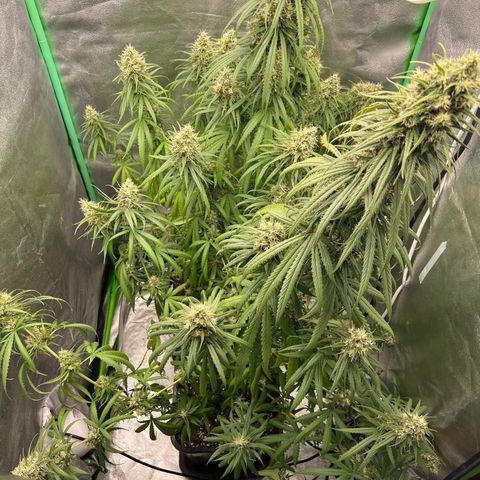 Frozen black cherry  growlog photo: 😅😅
