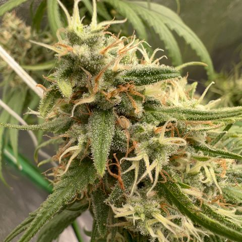 Frozen black cherry  growlog timeline photo