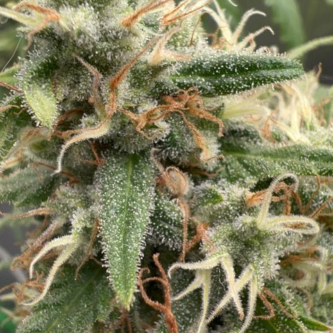 Frozen black cherry  growlog timeline photo