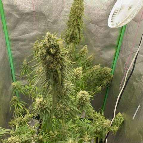 Frozen black cherry  growlog timeline photo