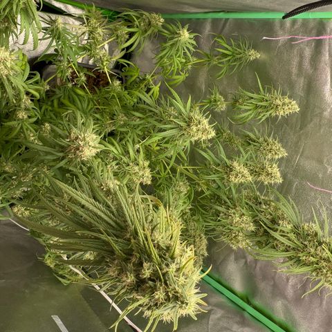 Frozen black cherry  growlog timeline photo