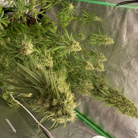 Frozen black cherry  growlog timeline photo