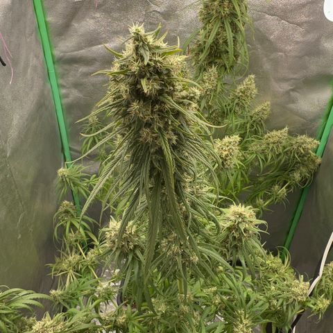 Frozen black cherry  growlog timeline photo