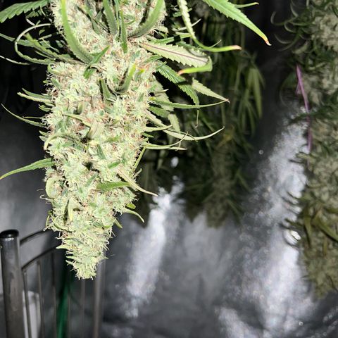 Frozen black cherry  growlog timeline photo