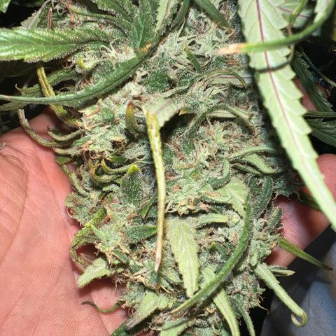 Frozen black cherry  growlog timeline photo