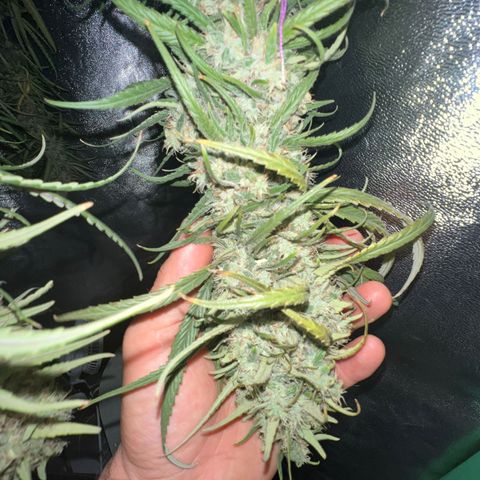 Frozen black cherry  growlog timeline photo