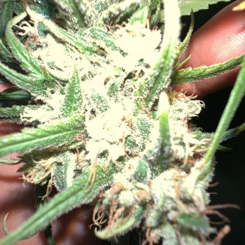 Frozen black cherry  growlog timeline photo