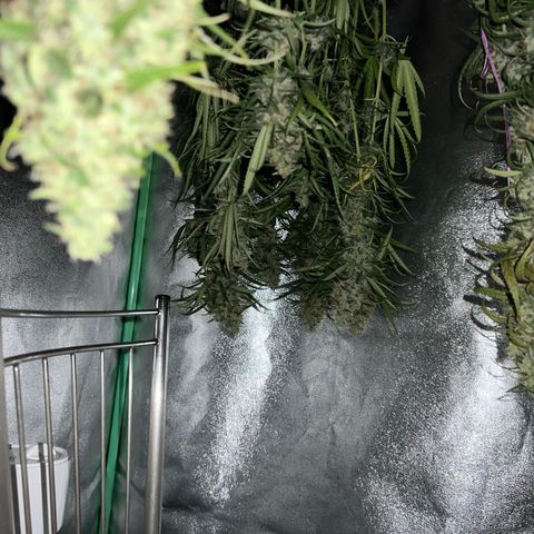 Frozen black cherry  growlog timeline photo