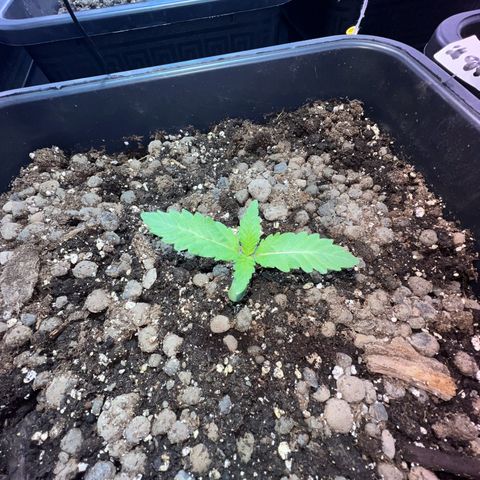 Biscotti growlog timeline photo