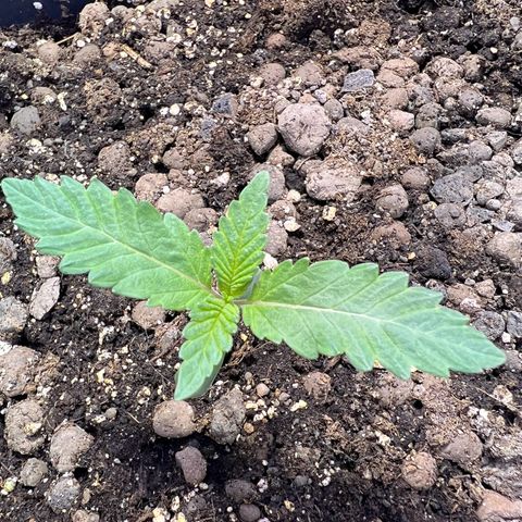 Biscotti growlog timeline photo