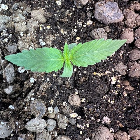 Biscotti growlog timeline photo