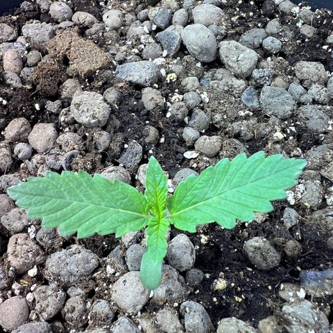 Biscotti growlog timeline photo