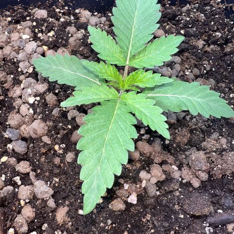 Biscotti growlog timeline photo