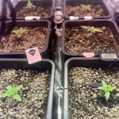 Biscotti growlog timeline photo