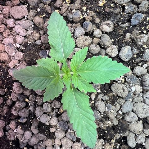 Biscotti growlog timeline photo