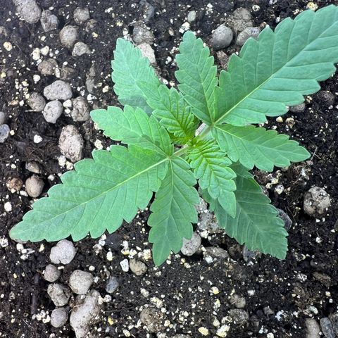 Biscotti growlog timeline photo