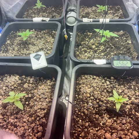 Biscotti growlog timeline photo