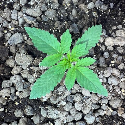 Biscotti growlog timeline photo