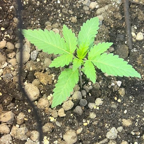 Biscotti growlog timeline photo