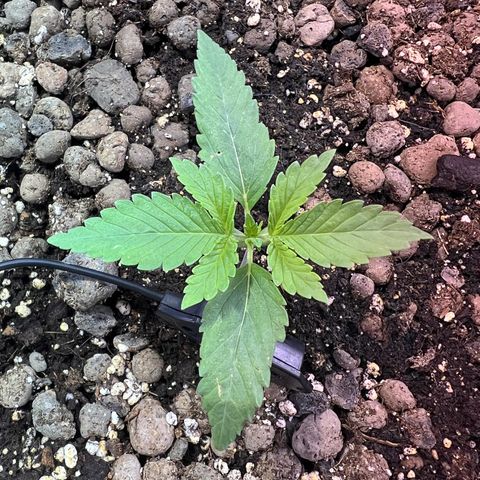 Biscotti growlog timeline photo