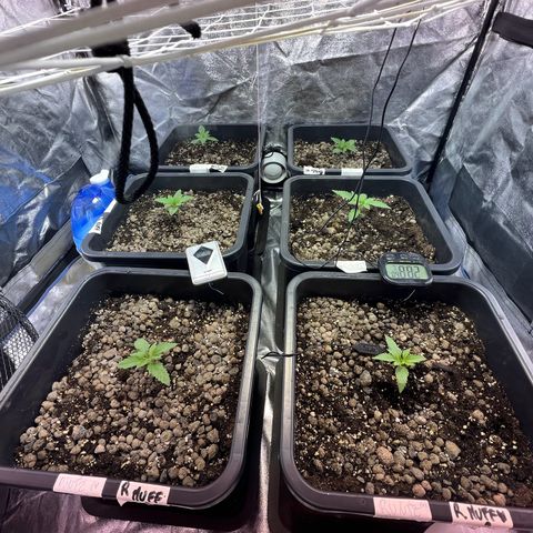 Biscotti growlog timeline photo