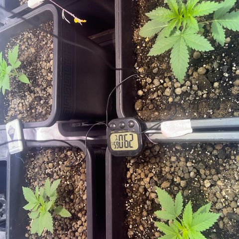 Biscotti growlog timeline photo