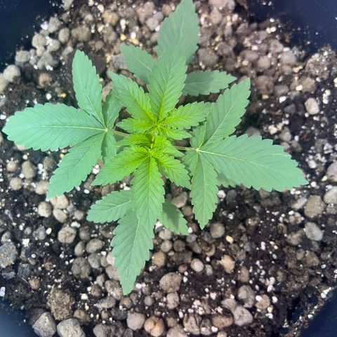 Biscotti growlog timeline photo