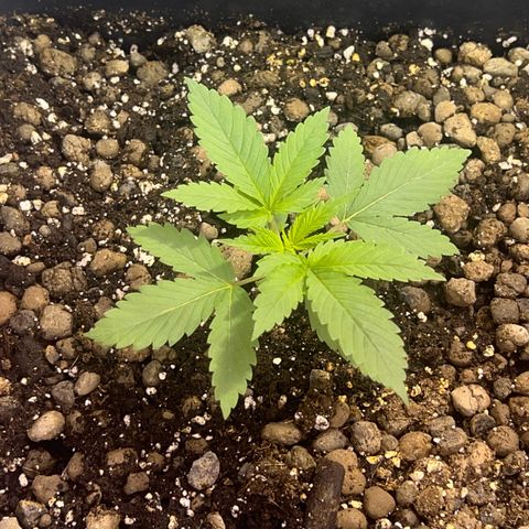 Biscotti growlog timeline photo