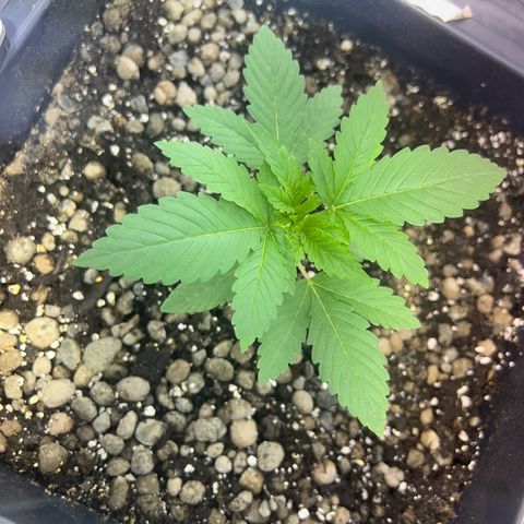 Biscotti growlog timeline photo