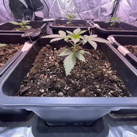 Biscotti growlog timeline photo