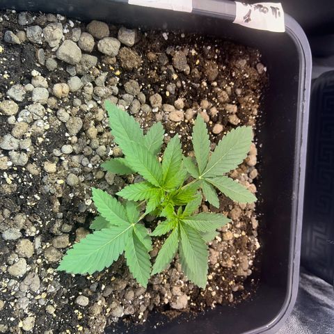Biscotti growlog timeline photo