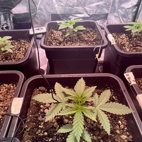 Biscotti growlog timeline photo
