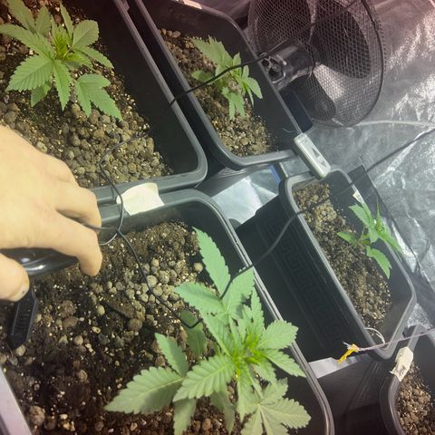 Biscotti growlog timeline photo