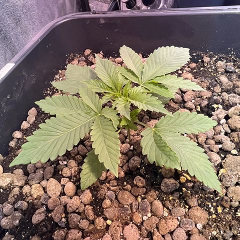 Biscotti growlog timeline photo