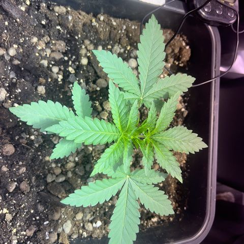 Biscotti growlog timeline photo