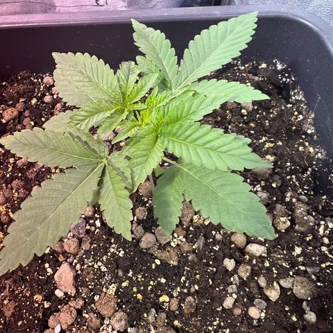 Biscotti growlog timeline photo