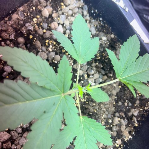 Biscotti growlog photo: Topping 