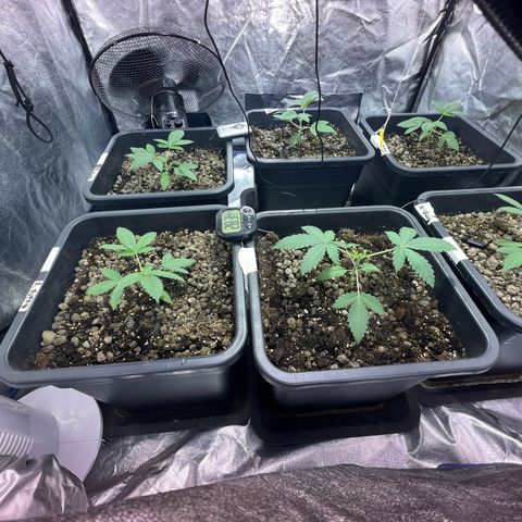 Biscotti growlog photo: Topping 